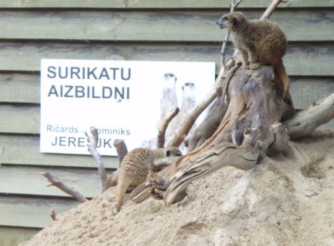 Gandrīz katram dzīvniekam ir savs aaizbildnis, kuram mēs un mūsu bērni var patiekties par iespēju redzēt Zooloģiskā dārza dzīvniekus. 23358