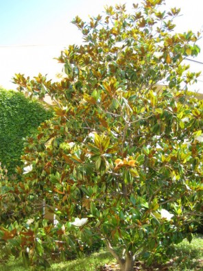 Viesnīcas teritorijā zied magnolijas 25245