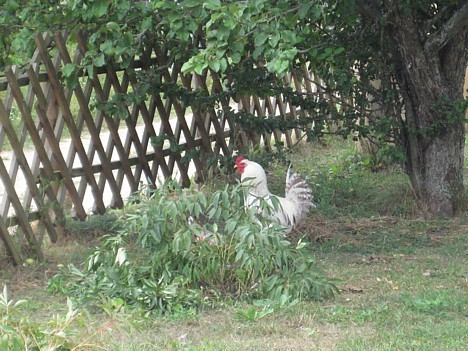 Dabiskā vide Dabiskā vide
