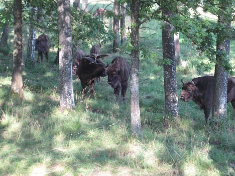 Lietuvas sumbri ir aizsargājamā dzīvnieku suga 26432