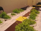 Latvijas apstākļos spēj aug daudz un dažādu šķirņu vīnogas 2