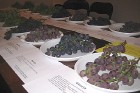 Piemēram, saimniecībā Vīnogu dārzs ir viena no lielākajām vīnogu šķirņu kolekcijām Latvijā (~60 šķirnes) 5