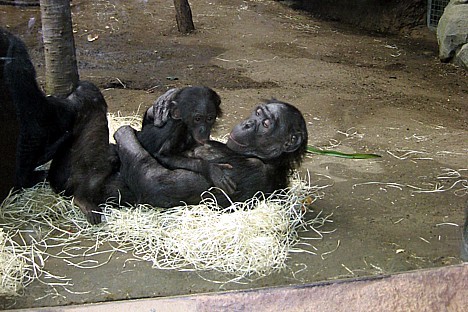 Frankfurtes Zoodārzā var aplūkot pavisam mīlīgus un aizkustinošus skatus 28266