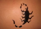 Domina Coral Bay kūrorta teritorijā viesi var izgreznot savu ķermeni ar glītajiem hennas tetovējumiem 19