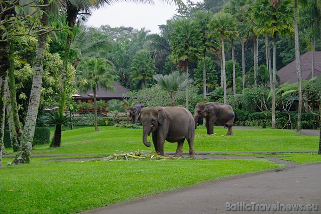 Ceļotājiem patīk uzkavēties Sumatras ziloņu safari parkā, kas ir vienīgais šāda veida parks Indonēzijā Ceļotājiem patīk uzkavēties Sumatras ziloņu safari parkā, kas ir vienīgais šāda veida parks Indonēzijā 30114