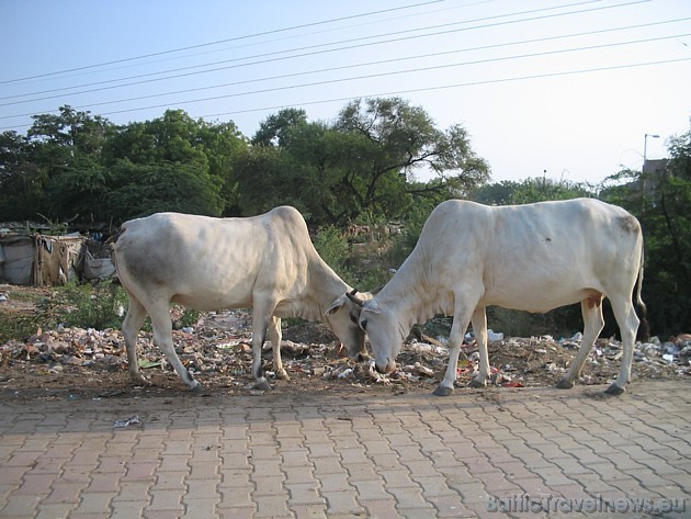 Ierodoties jebkurā Indijas lielpilsētā pirmie iespaidi ir šokējoši. Taču govi uzskata par svētumu, jo govs pirmām kārtām ir māte, kura spēj dot pienu. 30260