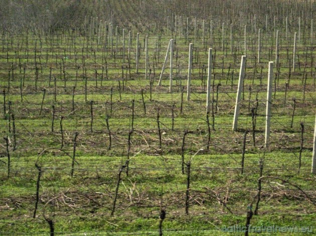 Šeit atrodas arī lielākās un populārākās vīnogu audzēšanas vietas 32440