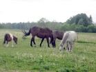 Līdzās esošajās pļavās ganās arī zirgi un poniji 12