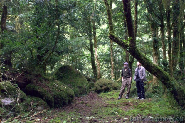 Rietumgruzijas jeb Adžārijas kalnu mežu izskatu ietekmējis turienes subtropiskais klimats. Tajos aug daudz mūžzaļu koku un krūmu
