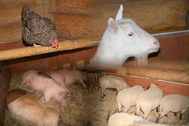 Zoodārza apmeklētāji Lauku sētā var iepazīties arī ar Latvijas mājdzīvniekiem, tostarp papriecāties par nesen dzimušajiem kazlēniem - trīnīšiem Zoodārza apmeklētāji Lauku sētā var iepazīties arī ar Latvijas mājdzīvniekiem, tostarp papriecāties par nesen dzimušajiem kazlēniem - trīnīšiem 38944