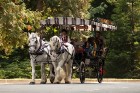Viena no romantiskākajām izklaidēm - izjāde zirgu vilktos ratos
Foto: Tourism Vancouver 11