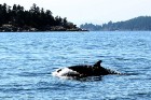 Vankūverā var pat doties vērot vaļus
Foto: Tourism Vancouver 14