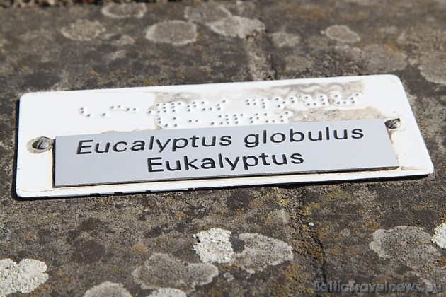 Speciāli sagatavotas tāfelītes ar nosaukumiem priekš neredzīgajiem tūristiem, kuri varbūt zālīti nevar redzēt, bet pasmaržot gan Speciāli sagatavotas tāfelītes ar nosaukumiem priekš neredzīgajiem tūristiem, kuri varbūt zālīti nevar redzēt, bet pasmaržot gan 43674