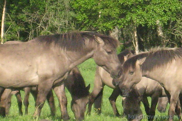 photo: Läti - Metsikud hobused Pape looduspargis