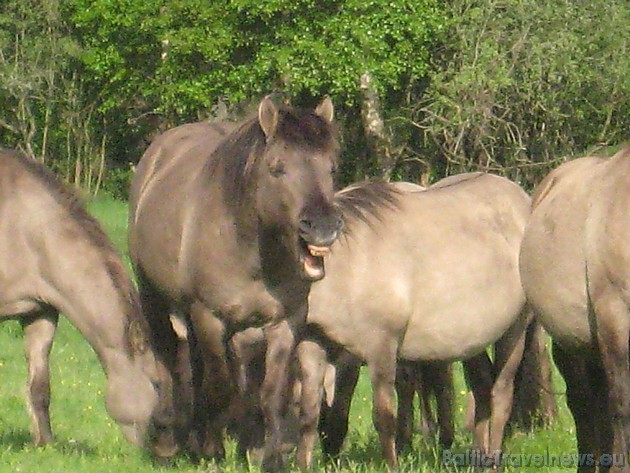 Atšķirībā no mājas zirgiem, savvaļas zirgi brīvā dabā spēj izdzīvot bez cilvēka palīdzības visu cauru gadu