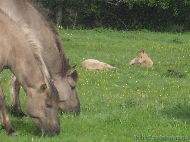 Savvaļas zirgu ķēvēm mazuļi parasti dzimst pavasarī - aprīlī, maijā