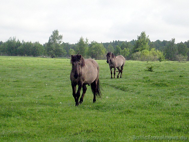 No harēma padzītās jaunās ķēves un ērzeļi veido jaunzirgu grupu. Tā savvaļas zirgi izvairās no tuvas radnieciskās krustošanās
