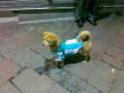 Buenosairesas suns futbolista tērpā. Mobilā telefona foto: www.relaksture.lv 16