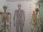 Igaunijas Veselības aizsardzības muzejā pietiek aizraujošu eksponātu un savu prasmju pārbaudes iespēju gan bērniem, gan arī pieaugušajiem 3