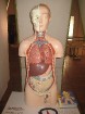 Muzeja mulāžas, interaktīvie eksponāti, videofilmas un fotoizstādes sniedz pārskatu par cilvēka anatomiju 12