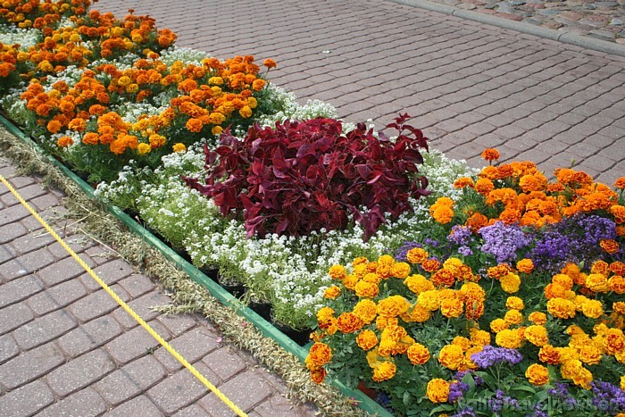 Paklāja veidošanu bija iespējams atbalstīt ar pašu izaudzētām vasaras puķēm podiņos 47466