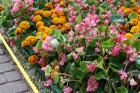 24.07.2010 Ventspilī tika uzsākts mēģinājums izveidot pasaulē garāko ziedu paklāju 1