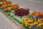 Paklāja veidošanu bija iespējams atbalstīt ar pašu izaudzētām vasaras puķēm podiņos 9