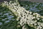 Baltijas ziedu paklāju festivāla eksponāts 26