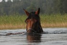 Zirgi ar lielu baudu izbauda peldi ezerā 5
