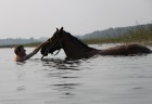 Latgales zemniekam zirgs vēl joprojām ir augstā vērtē 8
