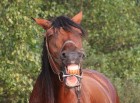 Zirgi arī smejas... 11