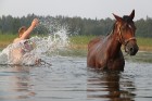 Zirga peldināšana Sīvera ezerā 12