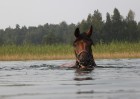 Vakaros var redzēt Sīvera ezerā zirgu peldes 17