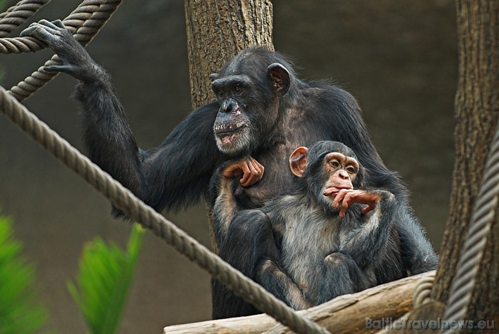 Arī Dienvidamerikas sektors vēl ir būvniecības stadijā
Foto: Zoo Leipzig 48608