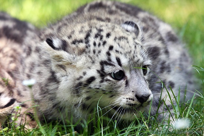 06.05.2010 Leipcigas zoo piedzima trīs sniega leopardu mazuļi. To māmiņa ir deviņus gadus vecā leopardu mātīte Laura
Foto: Zoo Leipzig 48618