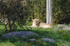 Lauvene Luena Leipcigā mitinās kopš 2003. gada
Foto: Zoo Leipzig 16