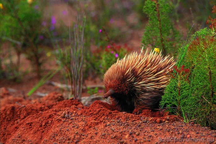 Dienvidaustrālijā mīt ehidna, kas ir viens no četriem zīdītājiem pasaulē, kas dēj olas
Foto: SATC Dienvidaustrālijā mīt ehidna, kas ir viens no četriem zīdītājiem pasaulē, kas dēj olas
Foto: SATC 49395