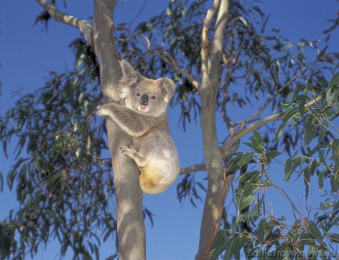 Tūristiem ļoti patīk koalas, kas Austrālijā mīt savvaļā. Tie pārtiek galvenokārt no eikaliptu lapām
Foto: SATC Tūristiem ļoti patīk koalas, kas Austrālijā mīt savvaļā. Tie pārtiek galvenokārt no eikaliptu lapām
Foto: SATC 49399