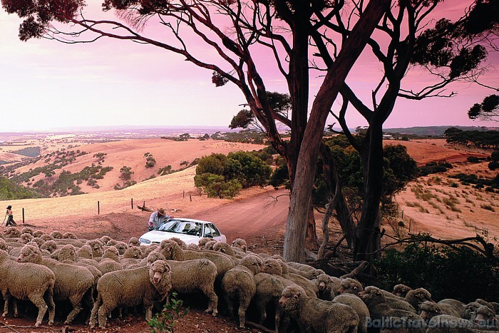 Ceļotājus bieži pārsteidz Austrālijas plašums - tur dažviet atrodamas fermas, kuru teritorija ir lielāka par kādu mazu Eiropas valstiņu
Foto: SATC Ceļotājus bieži pārsteidz Austrālijas plašums - tur dažviet atrodamas fermas, kuru teritorija ir lielāka par kādu mazu Eiropas valstiņu
Foto: SATC 49401