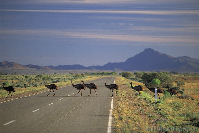 Viens no dzīvniekiem, kas ir unikāls Austrālijas faunā, ir skrējējputns emu 
Foto: SATC 49402