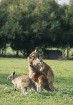 Ķenguru ģimene Dienvidaustrālijā 
Foto: SATC 5