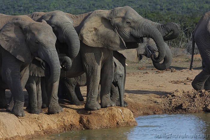 Dienvidāfrika tūristiem piedāvā iespējas lieliski pavadīt laiku jebkurā gadalaikā
Foto: South African Tourism Dienvidāfrika tūristiem piedāvā iespējas lieliski pavadīt laiku jebkurā gadalaikā
Foto: South African Tourism 49454