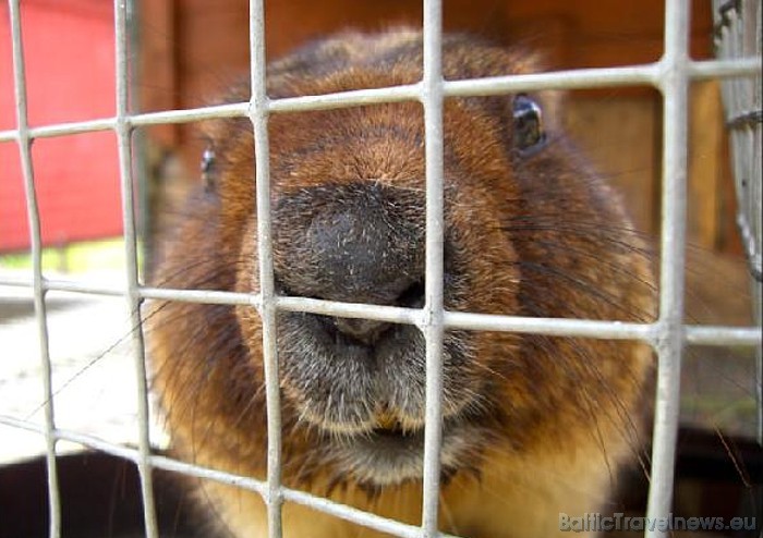 Aizejot gulēt ziemas miegu, murkšķis ir apvēlies apaļš un resns, taču pavasarī izlienot no alas, tas ir notievējis pavisam slaids
Foto: www.murkskis. 50875