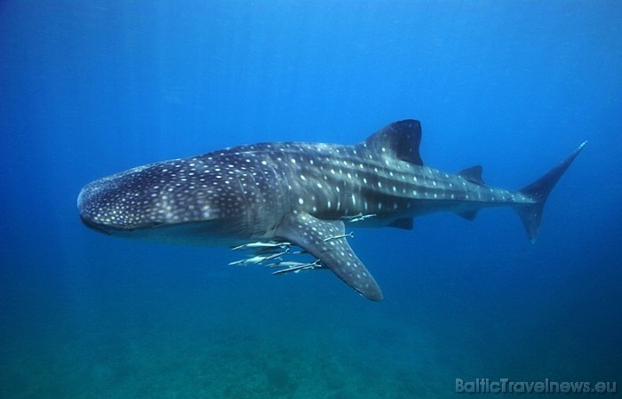 Filipīnas iecienītas tūristu vidū arī plašo ūdens tūrisma iespēju dēļ
Foto: The Department of Tourism, Philippines/www.tourism.gov.ph 53922