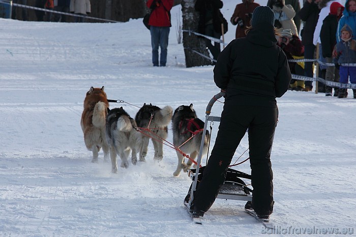 Vairāk informācijas par kamanu suņu sacensībām iespējams atrast interneta vietnē www.sleddog.lv
Foto: Juris Ķilkuts/www.fotoatelje.lv Vairāk informācijas par kamanu suņu sacensībām iespējams atrast interneta vietnē www.sleddog.lv
Foto: Juris Ķilkuts/www.fotoatelje.lv 54069