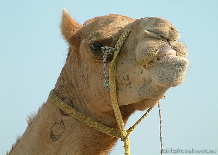 Katarā iespējams nodarboties gan ar burāšanu pa smiltīm, gan aizrauties ar jāšanu ar kamieļiem
Foto: fotohalde 54137