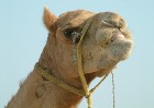 Katarā iespējams nodarboties gan ar burāšanu pa smiltīm, gan aizrauties ar jāšanu ar kamieļiem
Foto: fotohalde 13