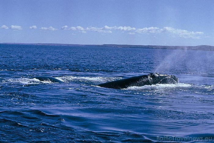 Argentīna ir iecienīts galamērķis tiem tūristiem, kuru mērķis ir vaļu vērošana
Foto: © argentina.travel 54186