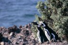 Argentīnā ir daudzi nacionālie parki, kur apskatāms ļoti plašs eksotisku un neierastu dzīvnieku un augu klāsts
Foto: © argentina.travel 5