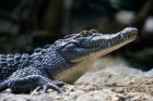 Zoodārzā apskatāms Filipīnu krokodils, kas ir viena no retākajām krokodilu šķirnēm pasaulē
Foto: Zoo Zürich, Enzo Franchini 11